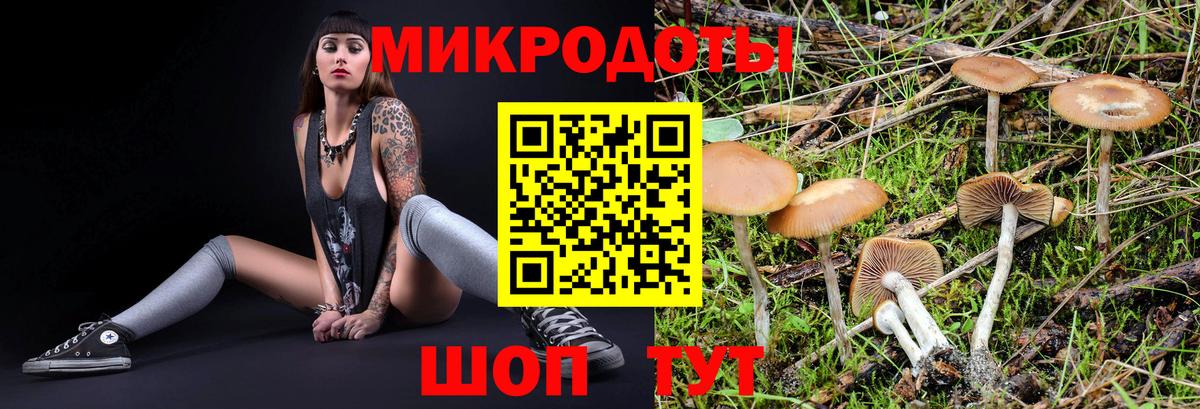 Галлюциногенные грибы Psilocybe Дятьково