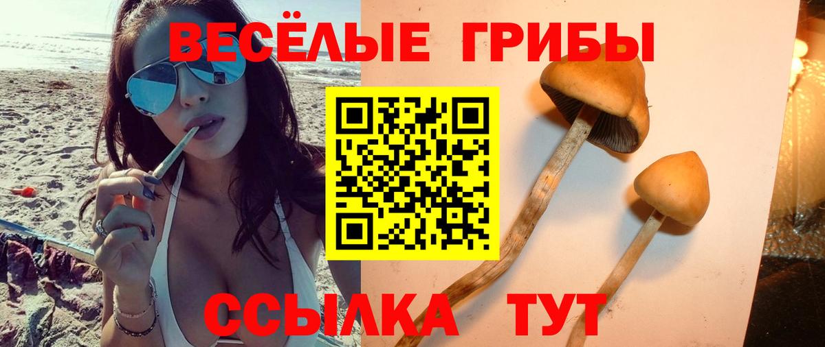 Галлюциногенные грибы Cubensis Дятьково